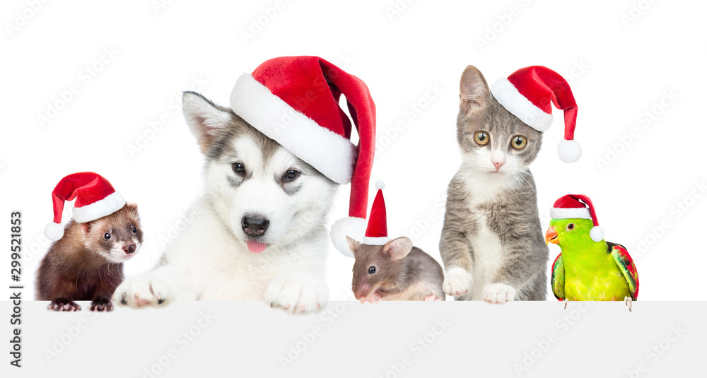Poster big group of the pets wearing a red christmas hats above white banner. empty space for text. isolate