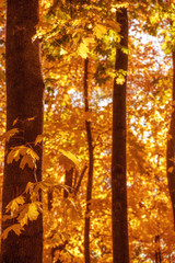 Sunny autumn park with bright yellow maple leaves.