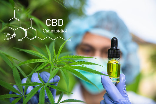 cbd hemp oil, doctor hand hold and offer to patient medical marijuana and oil., legal light drugs prescribe, alternative remedy or medication,medicine concept