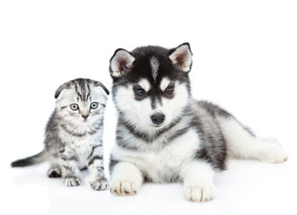 Siberian Husky puppy and scottish kitten look at camera together. isolated on white background
