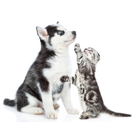 Playful kitten with husky puppy. isolated on white background