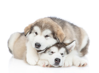 Two playful alaskan malamute puppies look at camera. isolated on white background