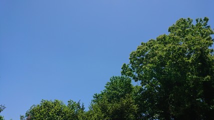 樹木と青空