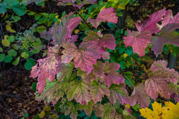 Die Blätter der Bäume im Wald leuchten in den Herbstfarben