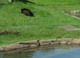 Wide shot of a pond of water with a big black bear lying on the grass in the background