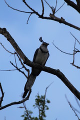 Gaie &agrave; face blanche (Calocitta formosa)