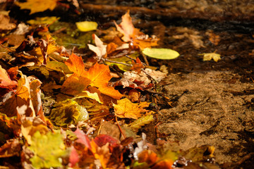 Autumnal background with beautifully colored fall foliage swimming on the water of a little creek in October in Germany