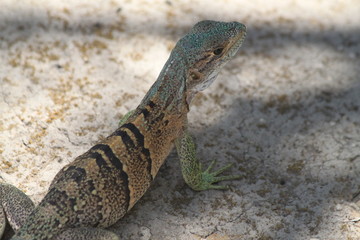iguane orange vert et bleu