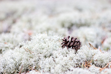 pine cone on white lichen background