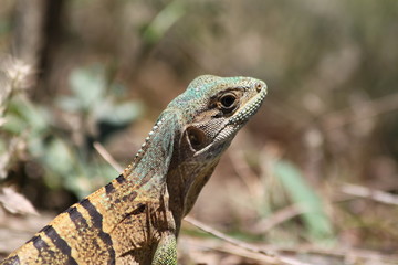 iguane orange vert et bleu