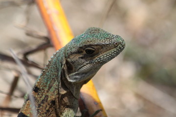 iguane orange vert et bleu