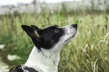 Basenji dog on a background of a beautiful green field, portrait photo