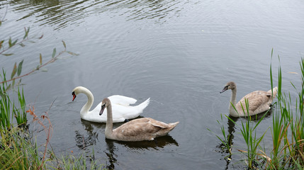 Three white swans on the lake