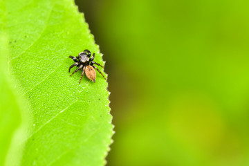 Close-up of various insects that inhabit wild plants