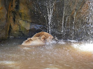 A grizzly bear takes a shower under a fountain falling from the rocks