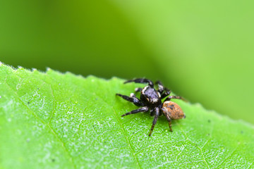 Close-up of various insects that inhabit wild plants