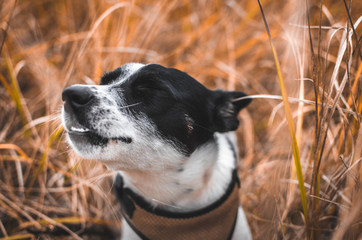 Very happy dog with cuddly ears closed eyes in the field, portrait in the field