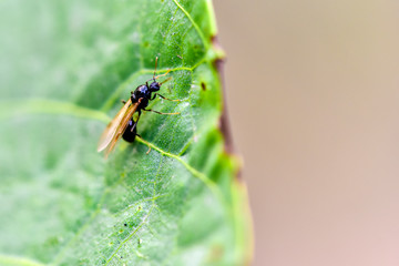 Close-up of various insects that inhabit wild plants