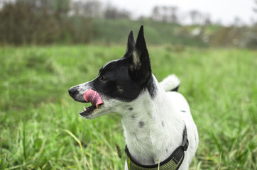 Dog licks in a green field, profile photo with tongue