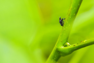 Close-up of various insects that inhabit wild plants