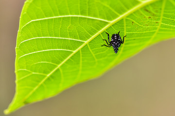 Close-up of various insects that inhabit wild plants