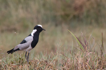 bird on the grass