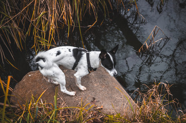 Dog in a black dot near a brook of water