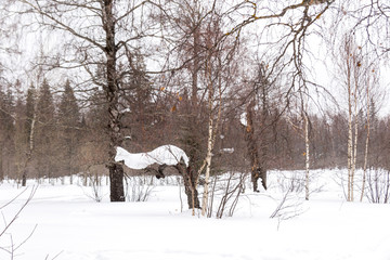 Beautiful winter forest. Zyuratkul national Park, Chelyabinsk region, South Ural, Russia