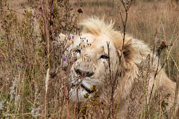 wild lion hiding