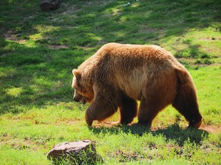 Side view shot of a big grizzly bear walking in a grassy area