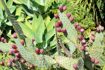 Cactus landscape. Cultivation of cacti. Cactus field. Sabres, fruits of Opuntia ficus-indica. Barbary fig, cactus pear, spineless cactus or prickly pear.