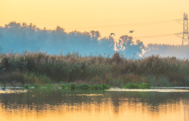 Bird flying in an yellow sky at sunrise in autumn