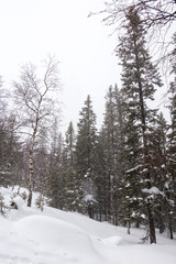 Beautiful winter forest. Zyuratkul national Park, Chelyabinsk region, South Ural, Russia