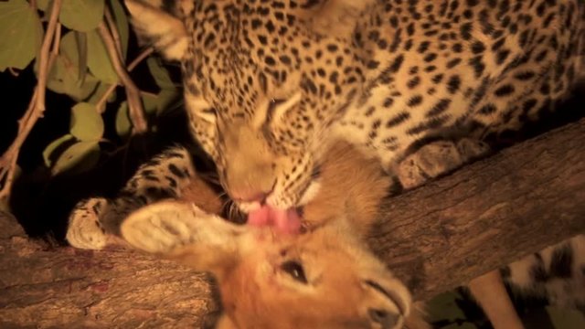 Leopard over the tree licks puku injury