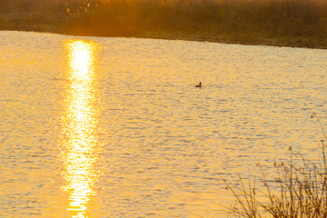 Reed along the edge of a lake in sunlight at sunrise in autumn