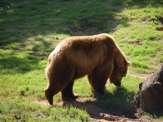 Side view shot of a big grizzly bear walking on green grassy area