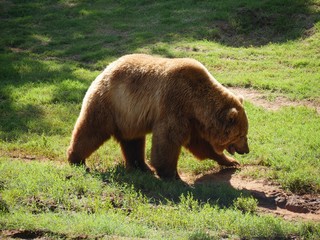 Fototapeta na wymiar Medium wide shot of a big grizzly bear walking on green grassy area
