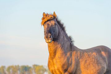 Horse in a field with reed in sunlight at sunrise in autumn © Naj