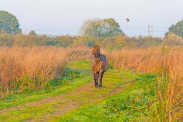 Horse in a field with reed in sunlight at sunrise in autumn © Naj