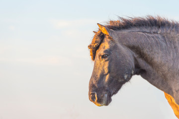 Horse in a field with reed in sunlight at sunrise in autumn © Naj