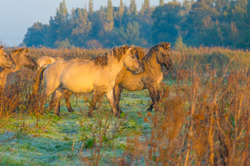 Fototapeta premium Horses in a field in wetland in sunlight at sunrise in autumn