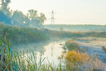 Fototapeta na wymiar Reed along the edge of a lake in sunlight at sunrise in autumn