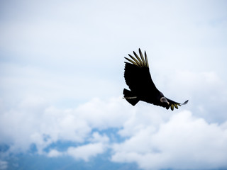 Vulture