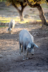 Obraz na płótnie Canvas iberian pigs eating in the countryside freely