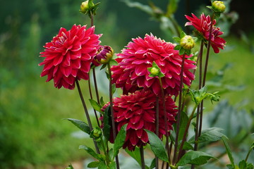 Dahlia Mr Optimist