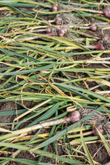 the harvest of garlic lies on the surface of the earth