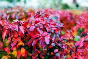 Autumn red small leaves on the Bush