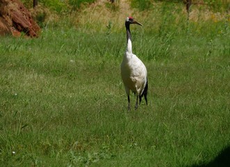 Fototapeta premium Wide shot of a whooping crane in a grass field