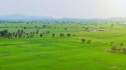 Aerial view of paddy field in Thailand, countryside rice field