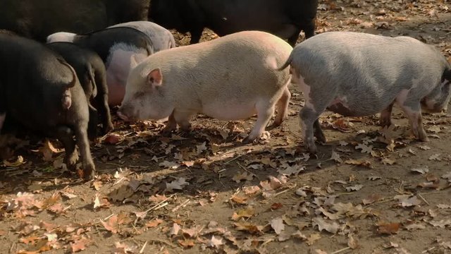 Pig and farm animal, agriculture, pork food farming, piglet.